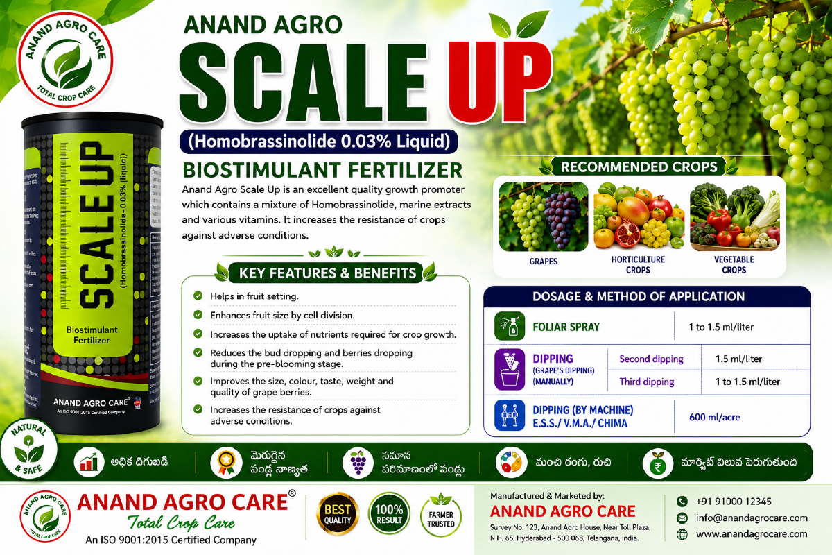SCALE UP