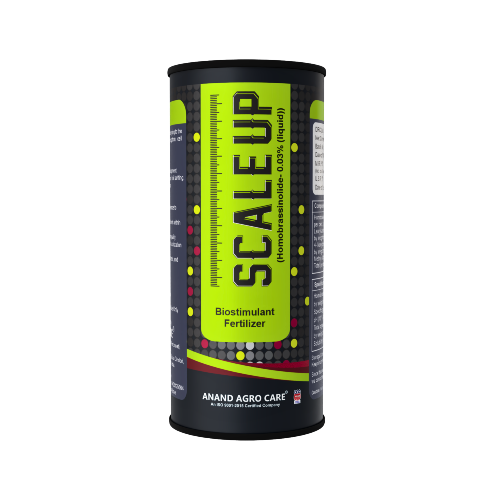 SCALE UP